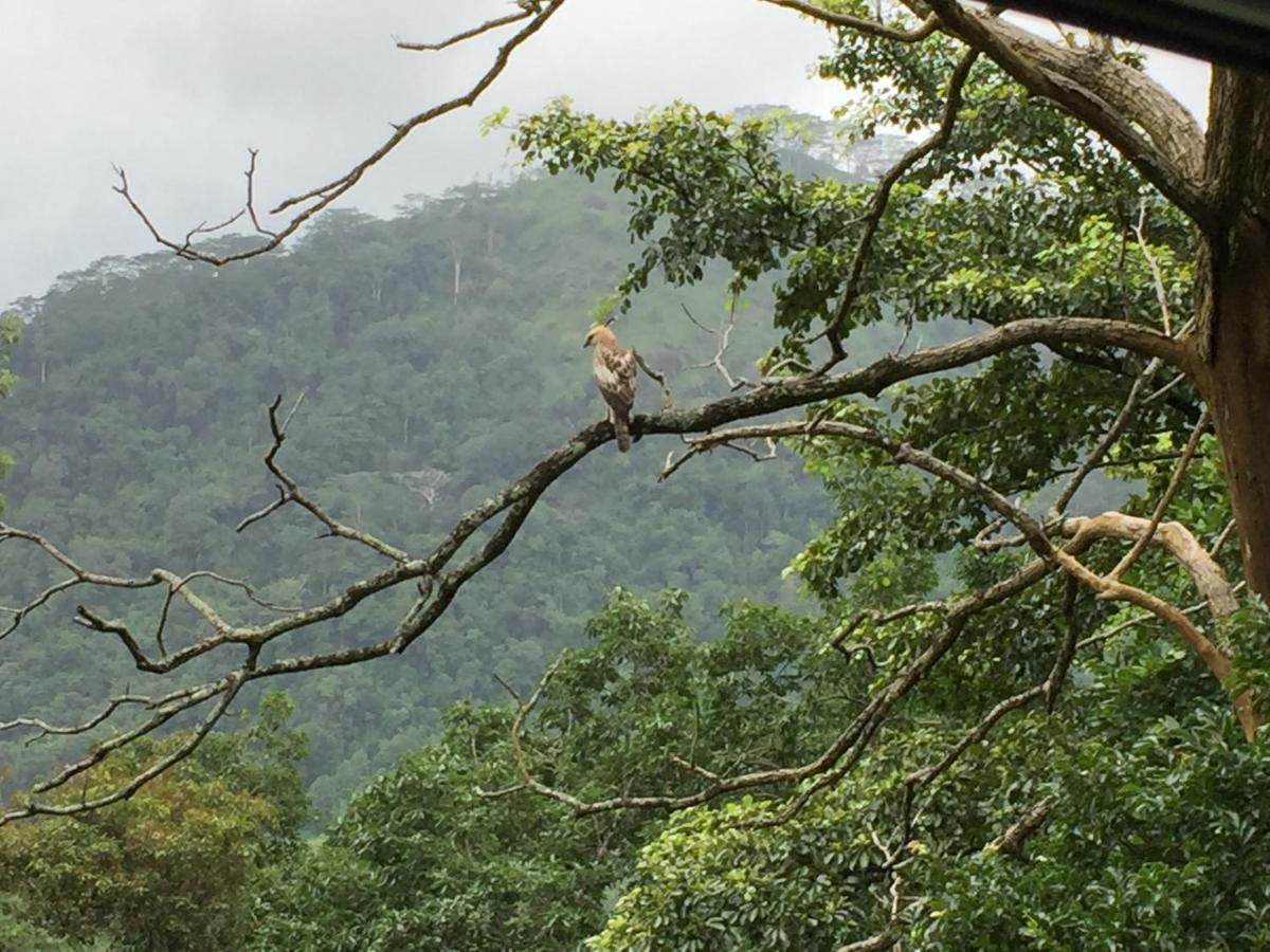Rohana Estate Lodging & Camping Kandy Eksteriør bilde