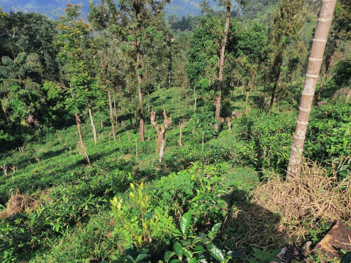 Rohana Estate Lodging & Camping Kandy Eksteriør bilde
