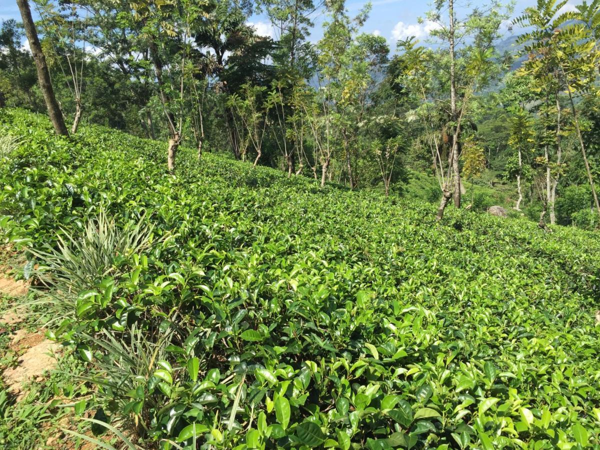 Rohana Estate Lodging & Camping Kandy Eksteriør bilde
