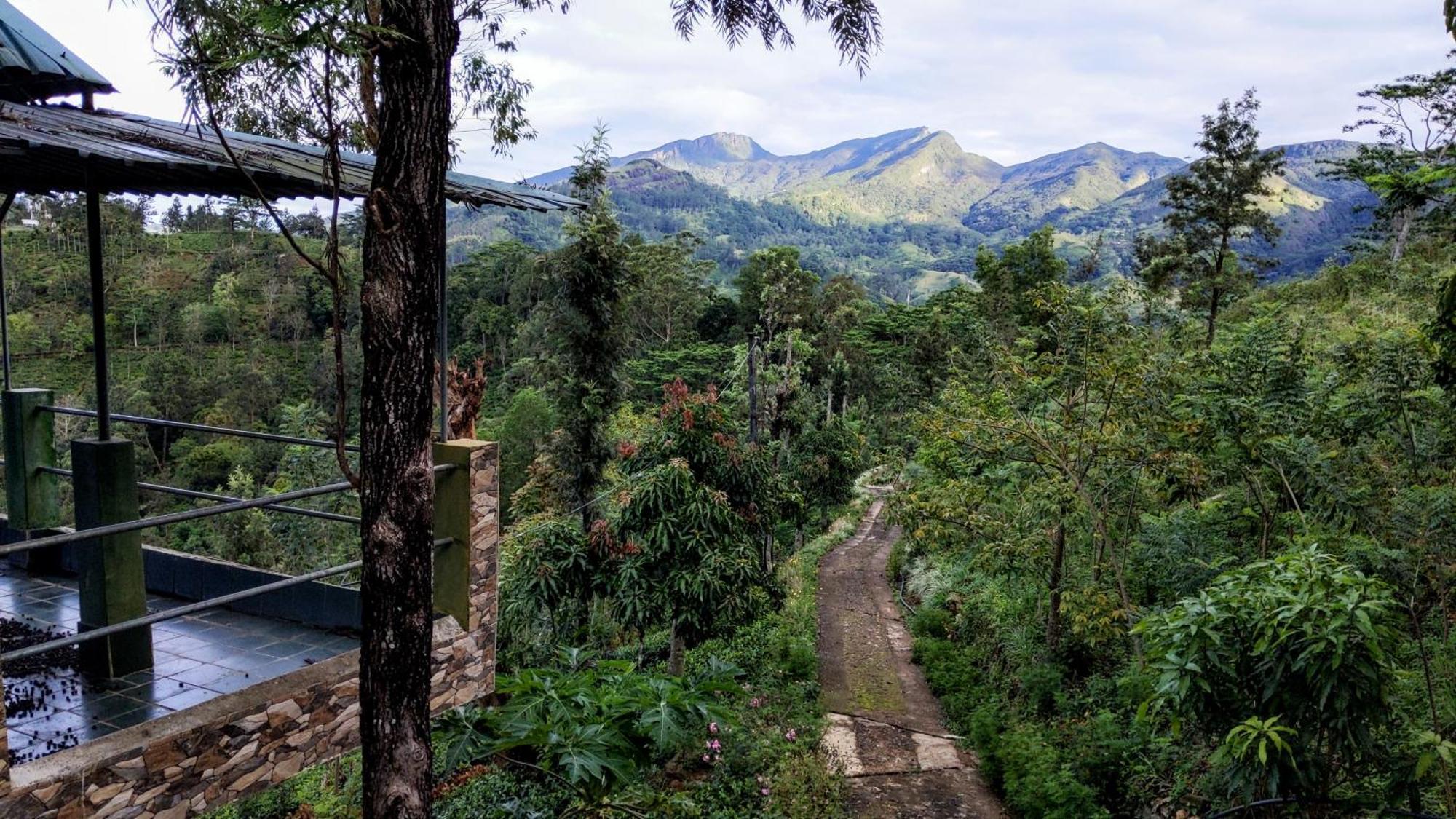 Rohana Estate Lodging & Camping Kandy Eksteriør bilde